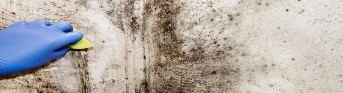 Mold Awareness (OSHA)